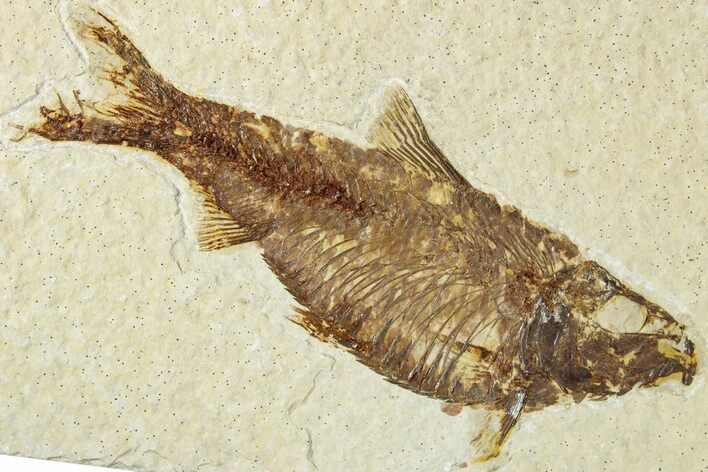 Detailed Fossil Fish (Knightia) - Wyoming #318588